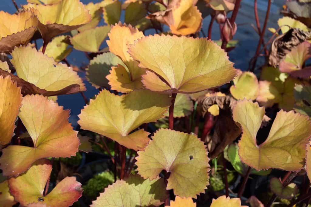 Ligularia dentata 'Desdemona' ---